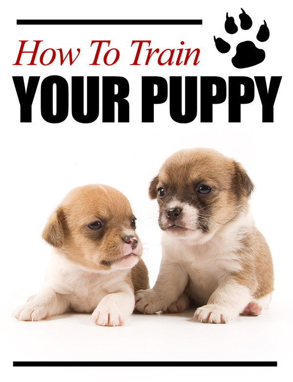 Puppy Training Secrets: Transform Your Dog’s Behaviours in Just Weeks